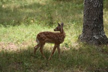 Fawn